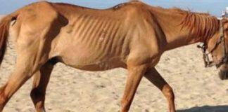 Horrific abuse and neglect of SANDF horses, PPU lodges complaint. Photo: Pixabay