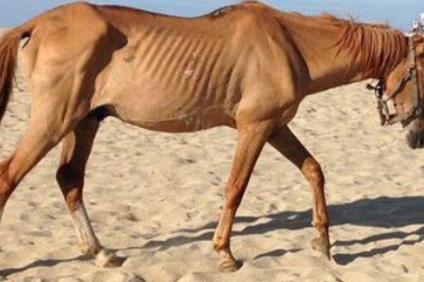 Horrific abuse and neglect of SANDF horses, PPU lodges complaint