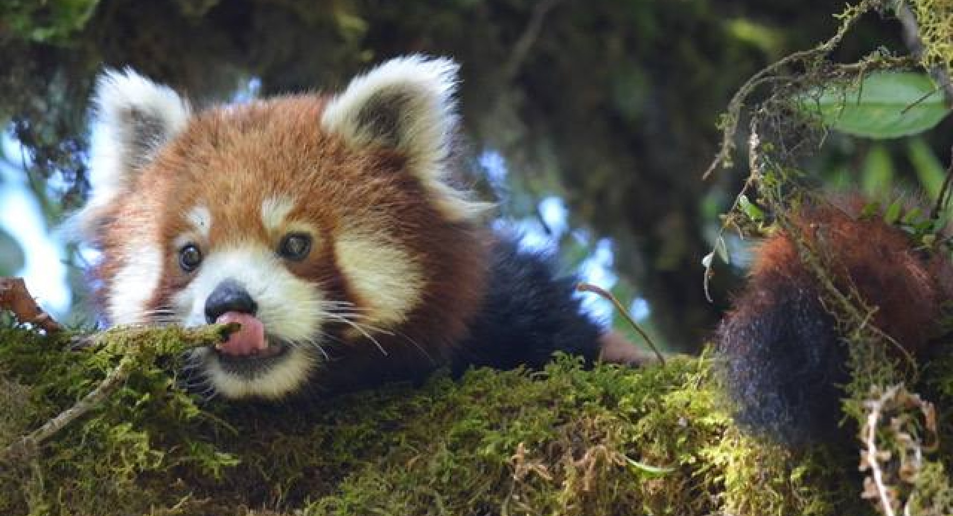 A red panda found in a forest in Nepal.