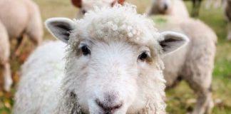 47 Sheep stolen sheep recovered, Warden