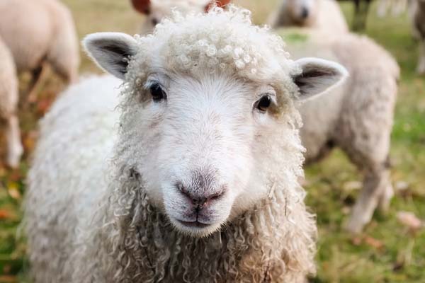 47 Sheep stolen sheep recovered, Warden