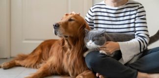 Boost your pet’s wellness with healthy treats and pet care