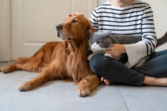 Boost your pet’s wellness with healthy treats and pet care