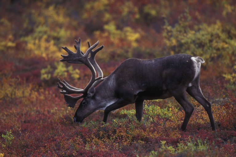 Caribou, a vital food source for Indigenous peoples in Canada, is already a threatened species. Climate change is predicted to drive a further decline in their numbers and range. The peatlands are a favored habitat for these animals and help them escape from wolves, which find it hard to navigate in the swampy peatlands. Image by Bauer, Erwin and Peggy, U.S. Fish and Wildlife Service via Wikimedia Commons (Public domain).