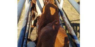 Farmers assist in the arrest of 4 stock thieves, Hennenman Farmers assist in the arrest of 4 stock thieves, Hennenman
