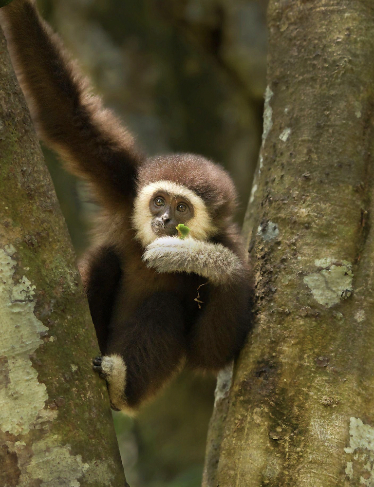 Ulu Muda's forests are home to many species, such as the endangered lar gibbon (Hylobates lar). Habitat loss is one of the species' primary threats. Image by Peter Ong.