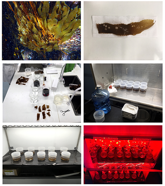 The process of long-term preservation of kelp in Cayne Layton’s lab at the University of Tasmania
