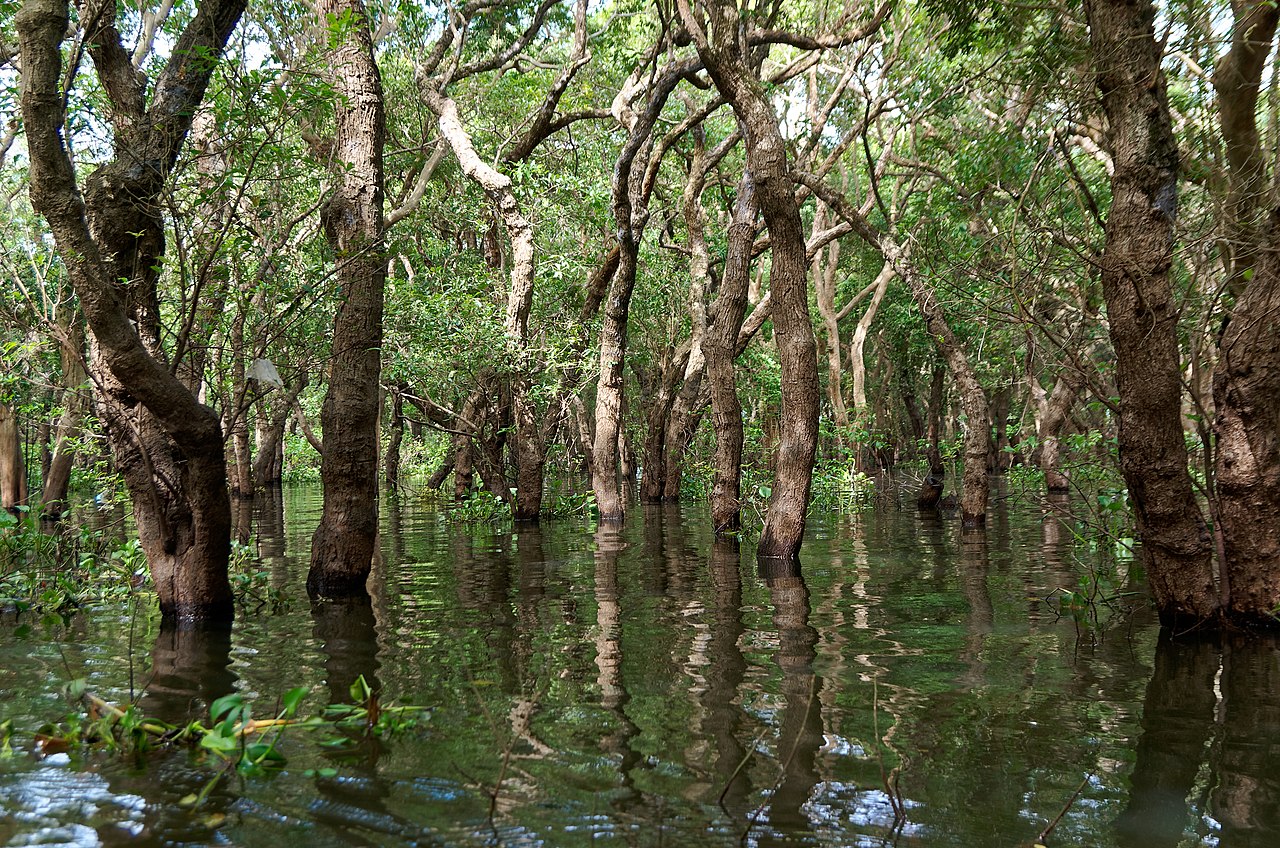 Flooded forest in Tonle Sap.