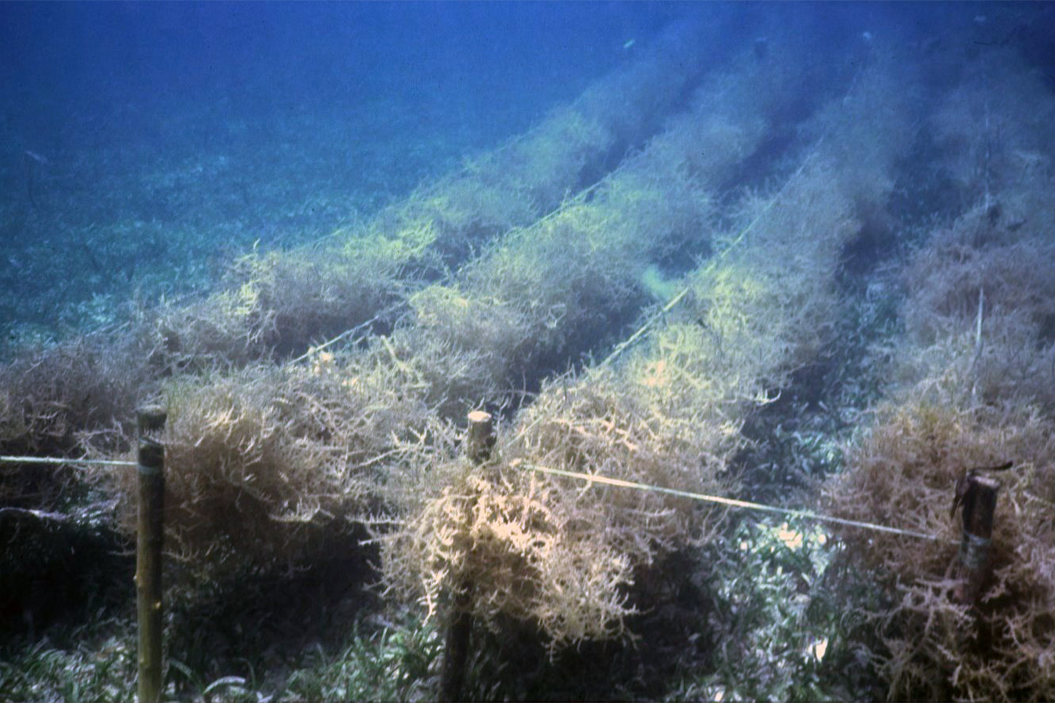 Underwater seaweed farming of Eucheuma in the Philippines.