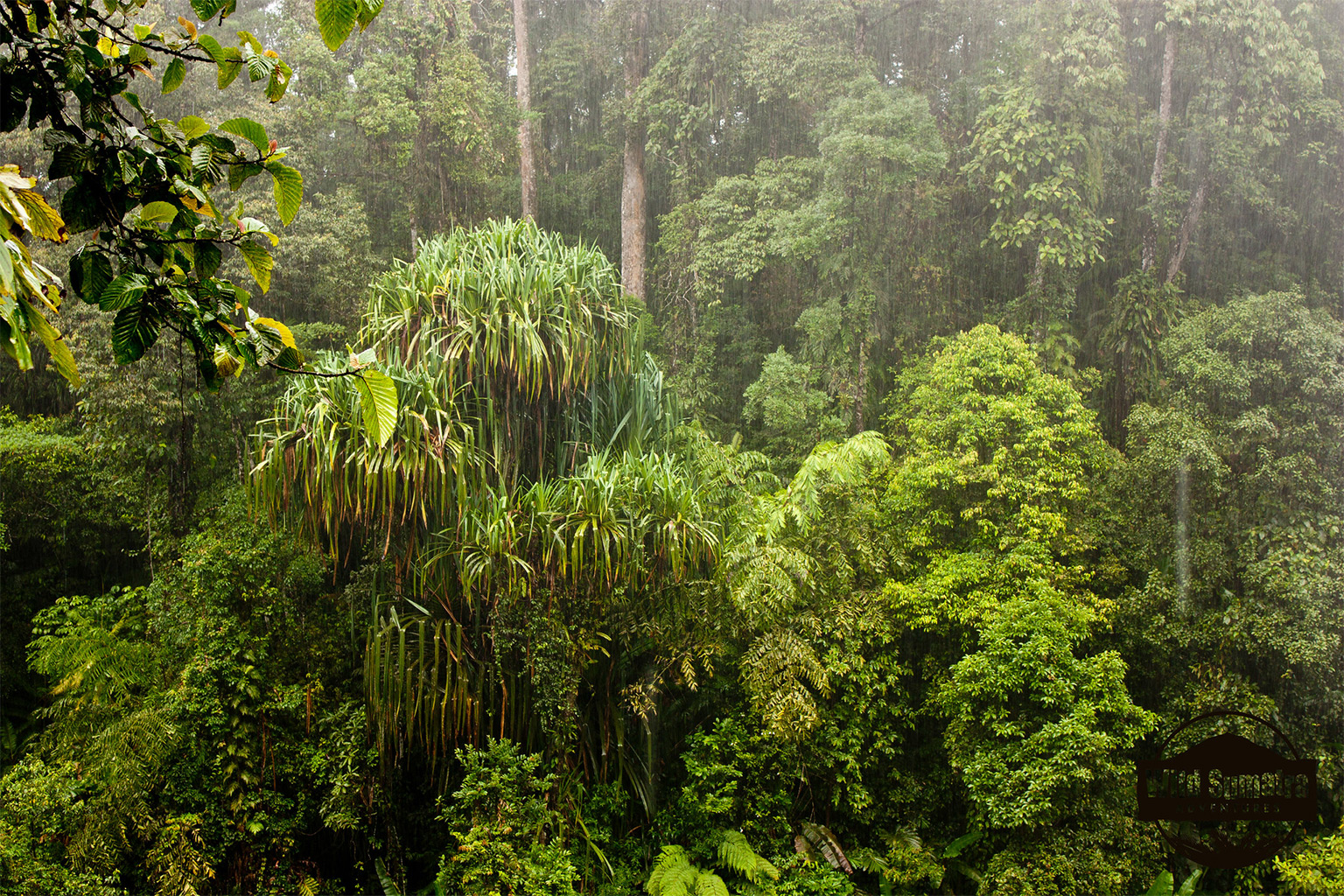 The Kerinci Seblat rainforest