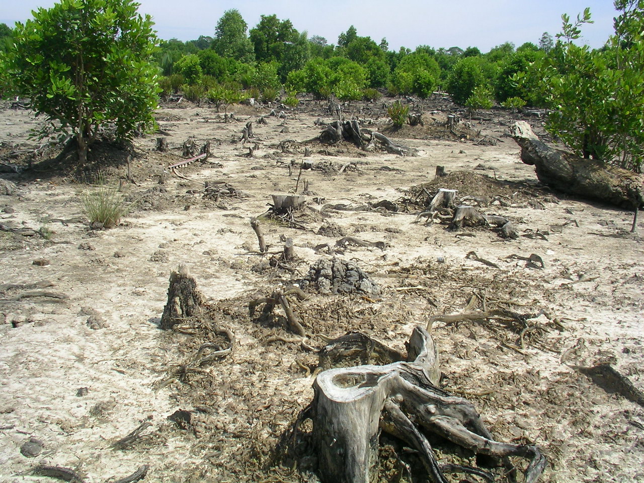 Cleared mangroves in Sumatra, Indonesia. 