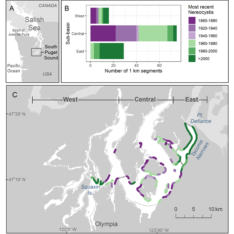 This map depicts observation of bull kelp (Nereocystis leutkeana) along shorelines in South Puget Sound between 1873 and 2018.