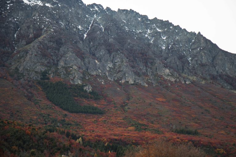 A pine plantation stands out against native ñires (Antarctic beech trees) in autumn. Image courtesy of Denali DeGraf.