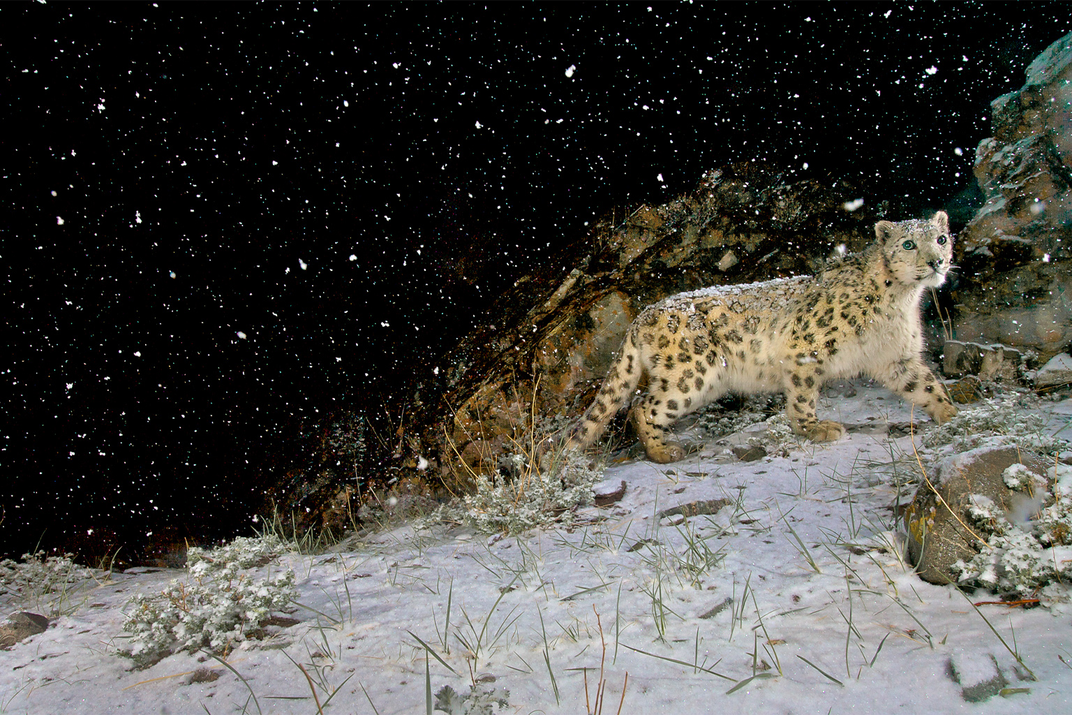 A snow leopard traverses an extreme alpine landscape in a nighttime snowstorm.