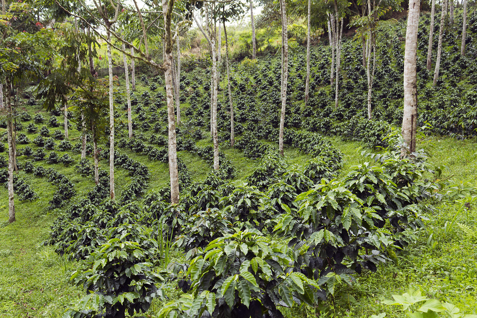 Coffee plantation in the Andes. Photo credit: Morley Read