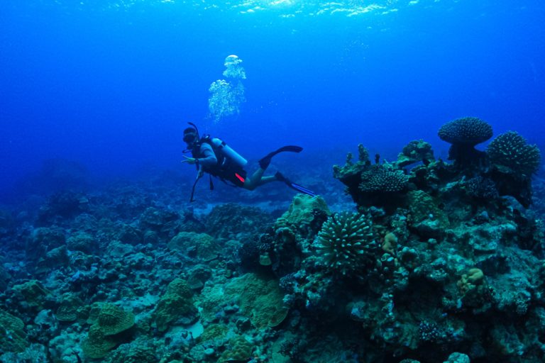 A young diver on the hunt for taramea on Rarotonga's reef.
