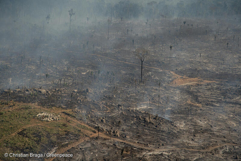Deforested and burnt area.