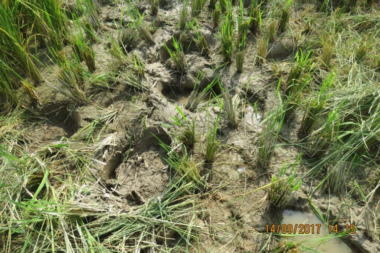 elephant foot marks in paddy field