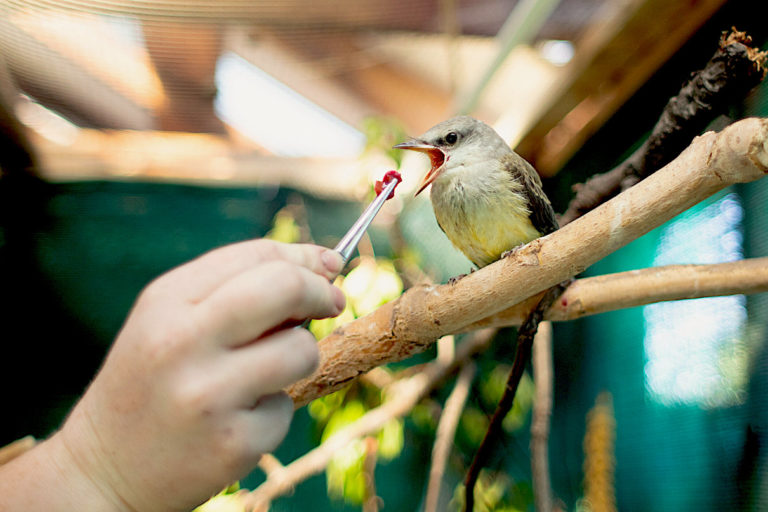 A flycatcher is fed by a wildlife rehabber at Animals In Distress Association (AIDA) in Boise, Idaho. Image courtesy of AIDA.