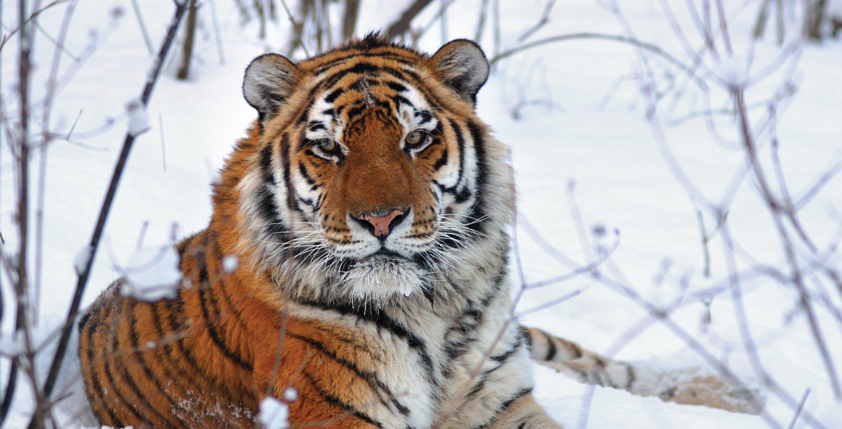 A tiger in Russia. Image courtesy of Panthera.
