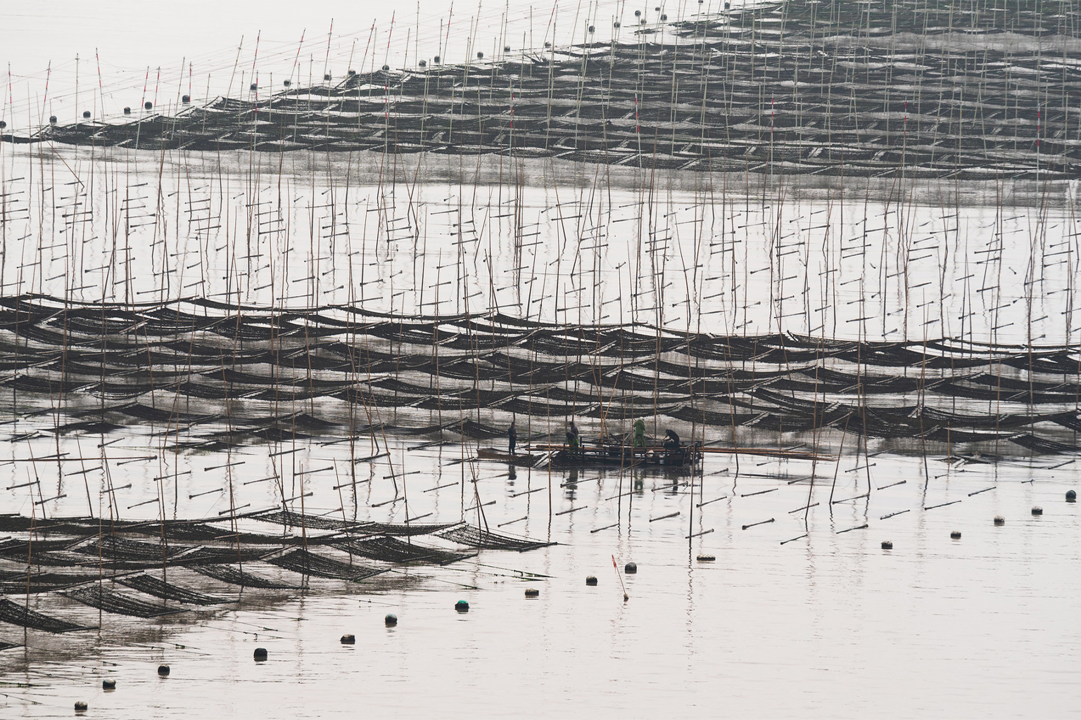 Seaweed farm formations, Xiapu, China.