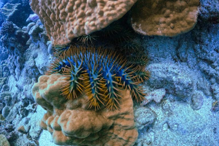 Taramea on coral. Image courtesy of Konini Rongo.