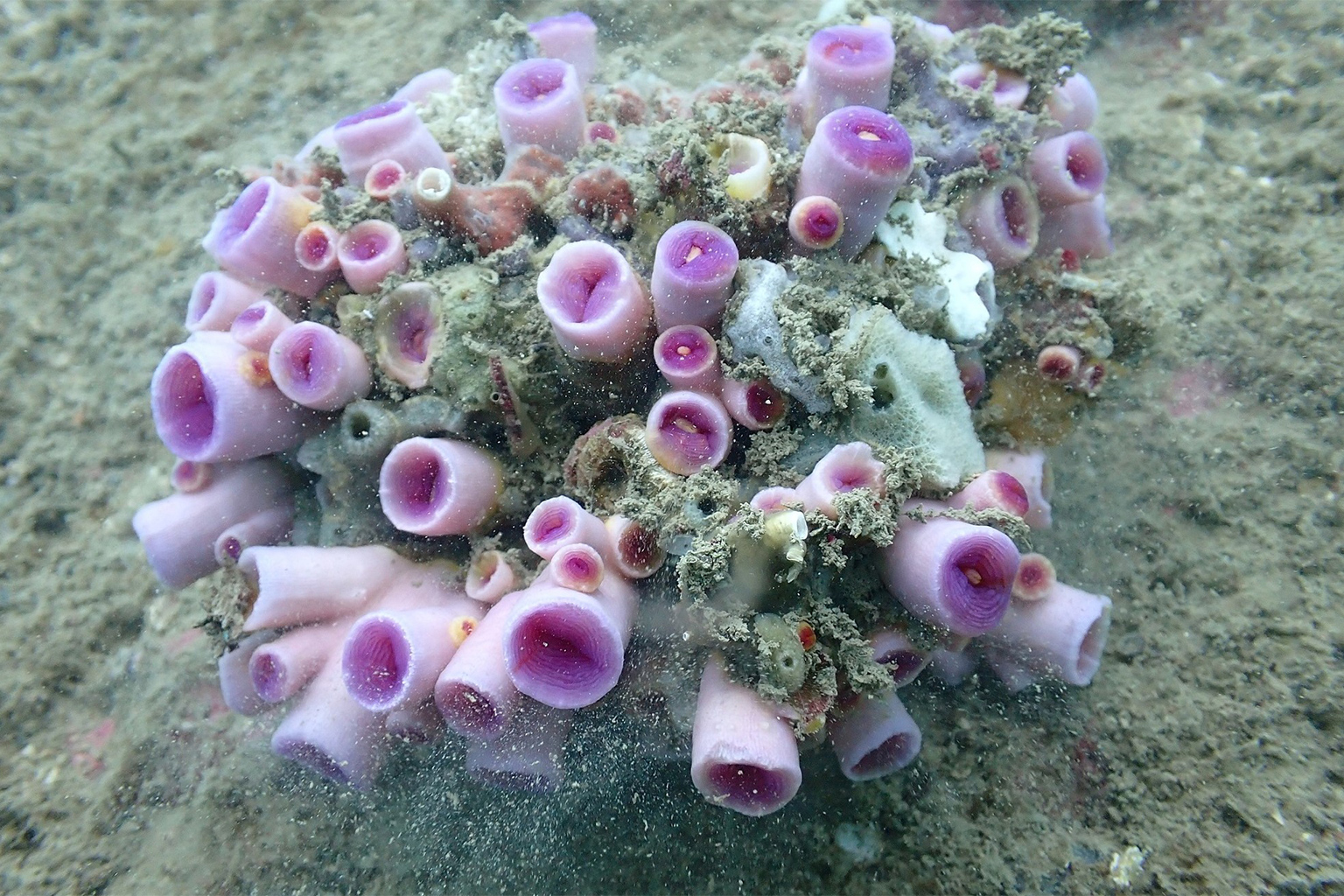 Tubastraea violacea coral