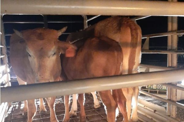 2 Arrested with stolen cattle, Mmabatho 2 Arrested with stolen cattle, Mmabatho
