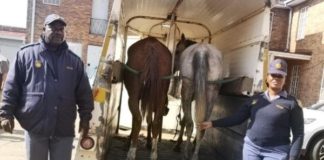 Stock theft: Stolen Arabian horses recovered, 2 arrested, Kroonstad. Photo: SAPS