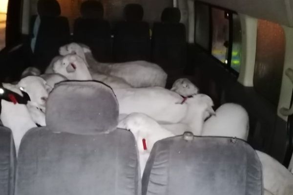21 Stolen sheep crammed into a minibus, suspect arrested, Vryburg