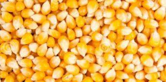 Woman and nephew (12) die after falling into a maize silo, Standerton