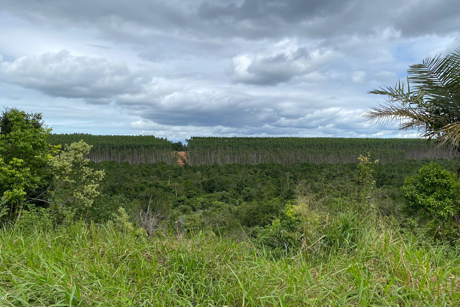 A plantation in the Comexatibá Inidgenous Territory.