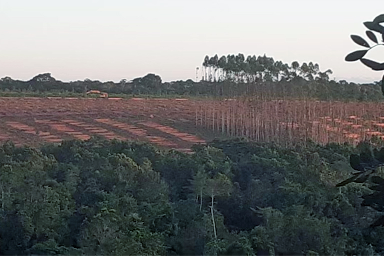 Eucalyptus plantation in Brazil.