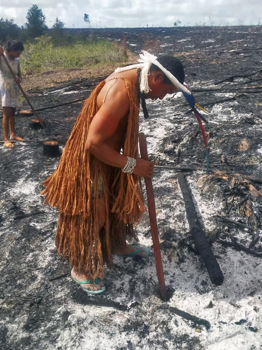 Indigenous chief Mãdy Pataxó digs a hole among the burnt remains of the eucalyptus plantation to plant native fruit trees.