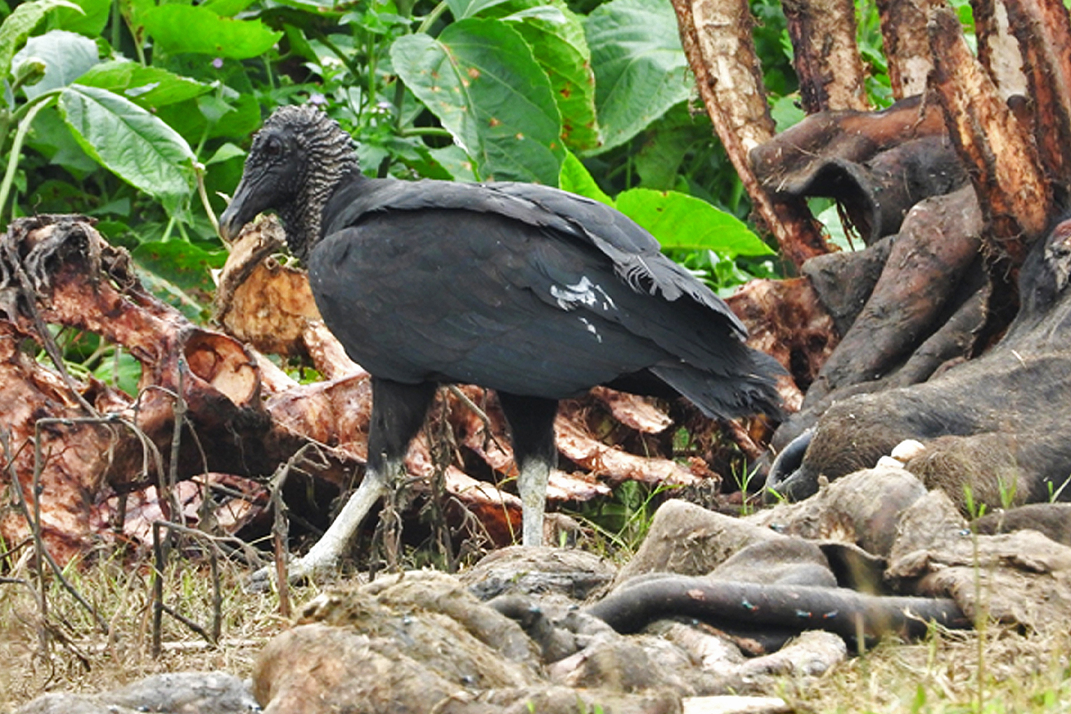 The black vulture feeding on a carcass.
