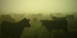 85 Brangus cattle stolen from a Virginia farm, astute trackers recover 82