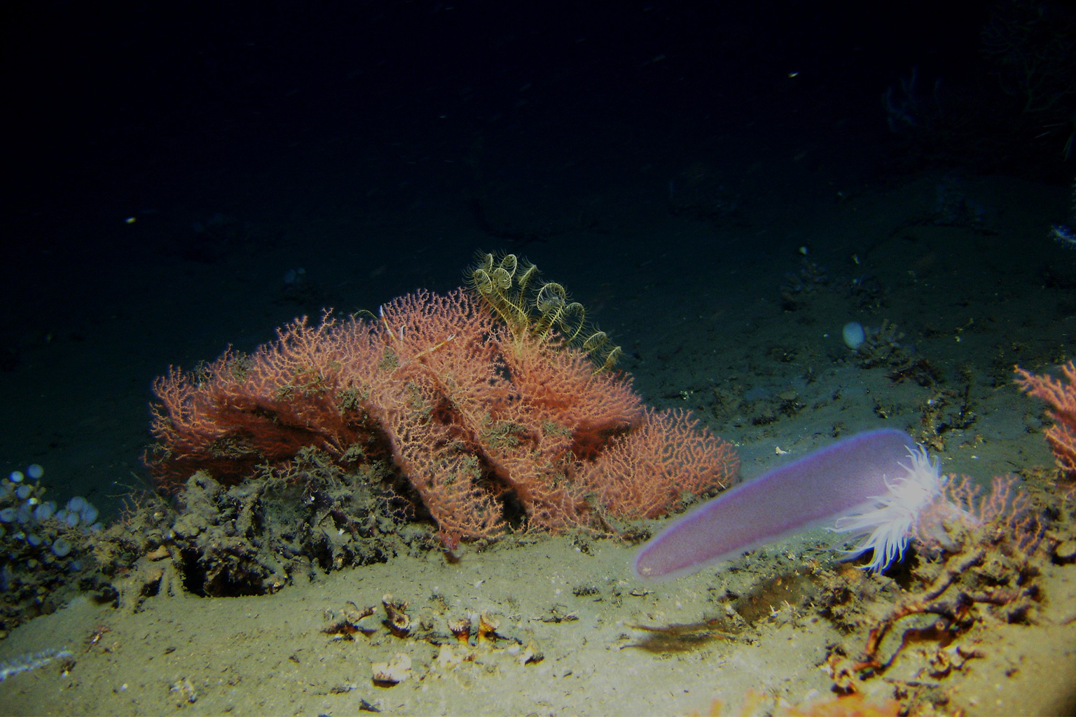 Deep-sea corals and creatures.