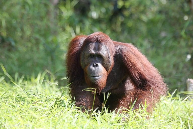 A male orangutan in Indonesian Borneo. Image by Rhett A. Butler/Mongabay.