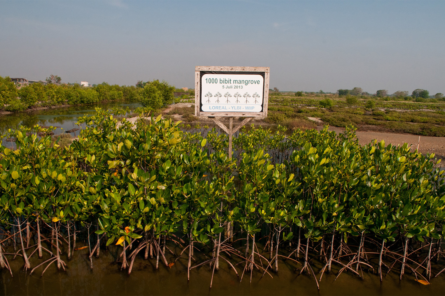 A mangrove nursery 
