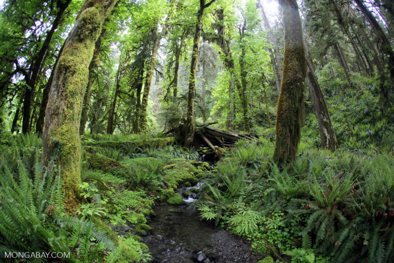 Temperate rainforest in Washington State's Olympic National Park. Photo by Rhett A. Butler.