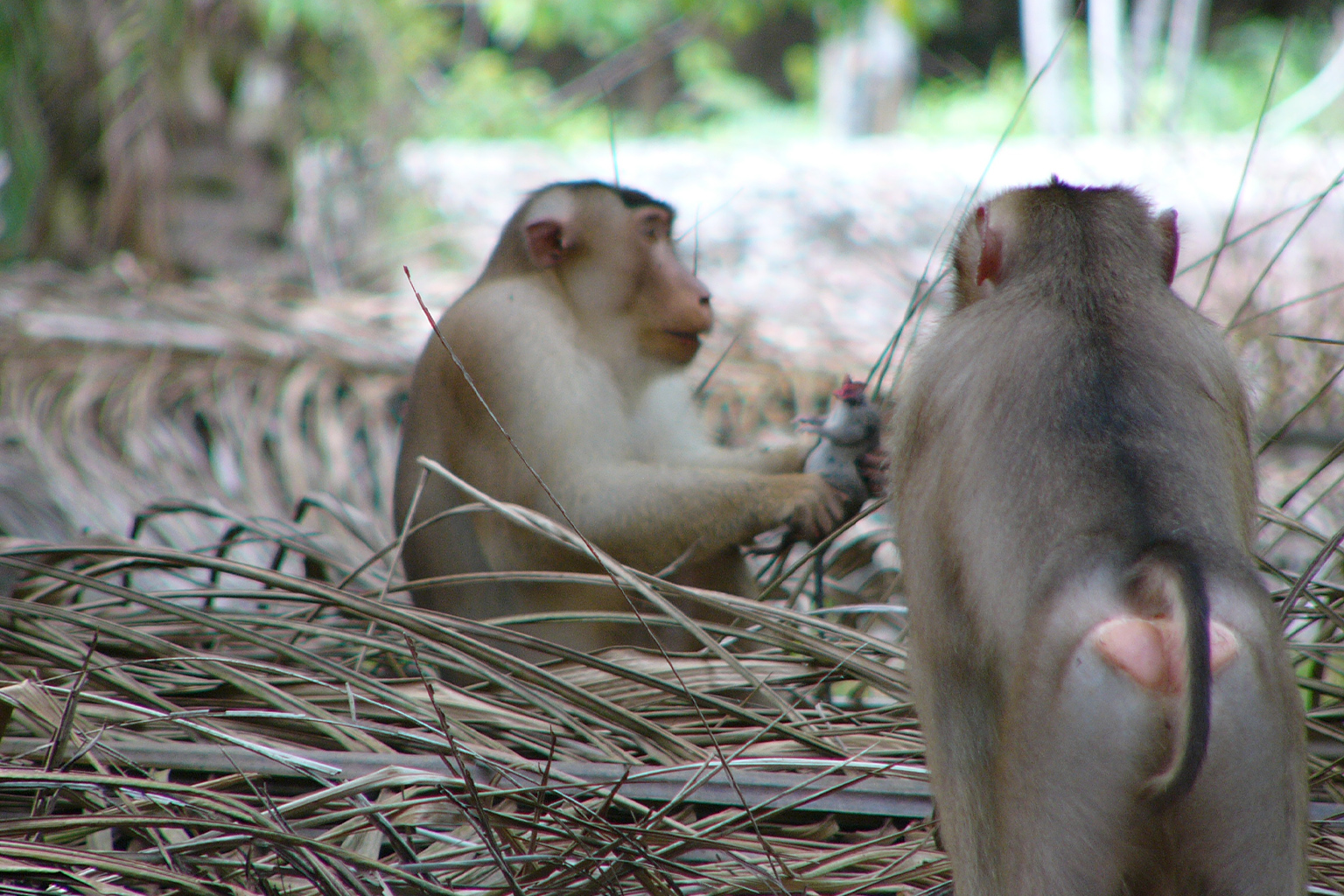 Pig tailed macaques.