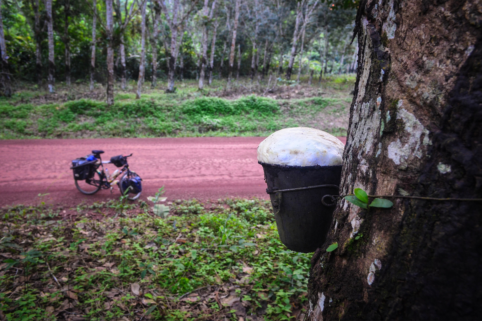 Latex collection in a rubber plantation