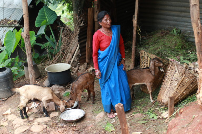 women goats Nepal