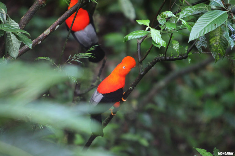 Male cock-of-the-rock birds in Peru's Kosñipata valley. Image credit: Rhett A. Butler