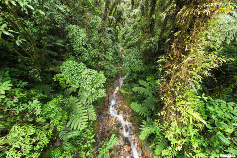 A creek in the cloud forest of Peru's Kosñipata valley. Image credit: Rhett A. Butler