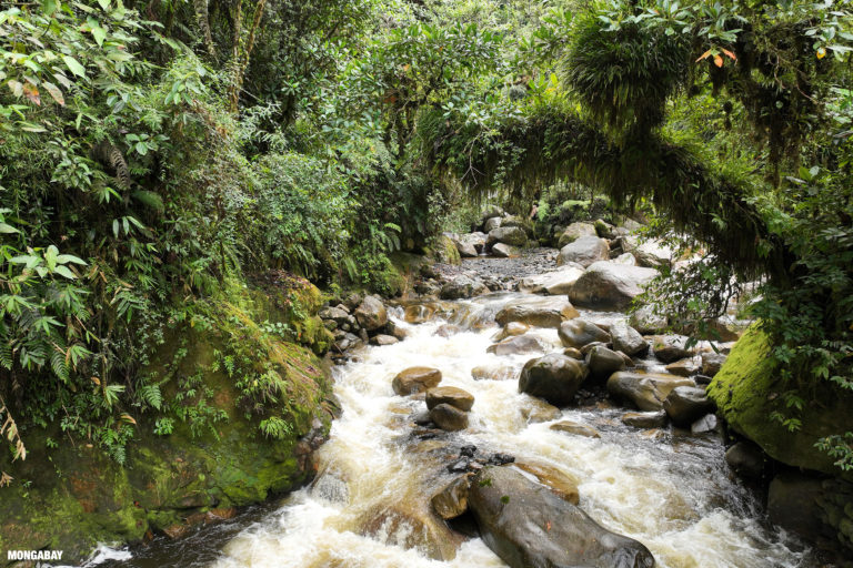 Creek in Peru's Kosñipata valley. Image credit: Rhett A. Butler