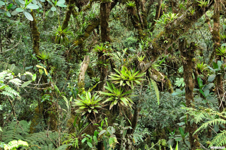 Epiphytes in the cloud forest of Peru's Kosñipata valley. Image credit: Rhett A. Butler