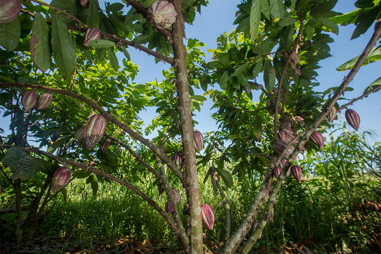 The cocoa tree (Theobroma cacao).