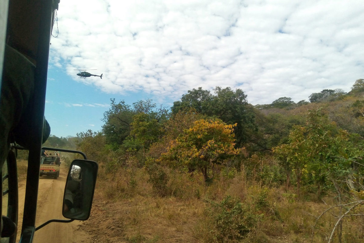 A team on a helicopter searches and sedates elephants.