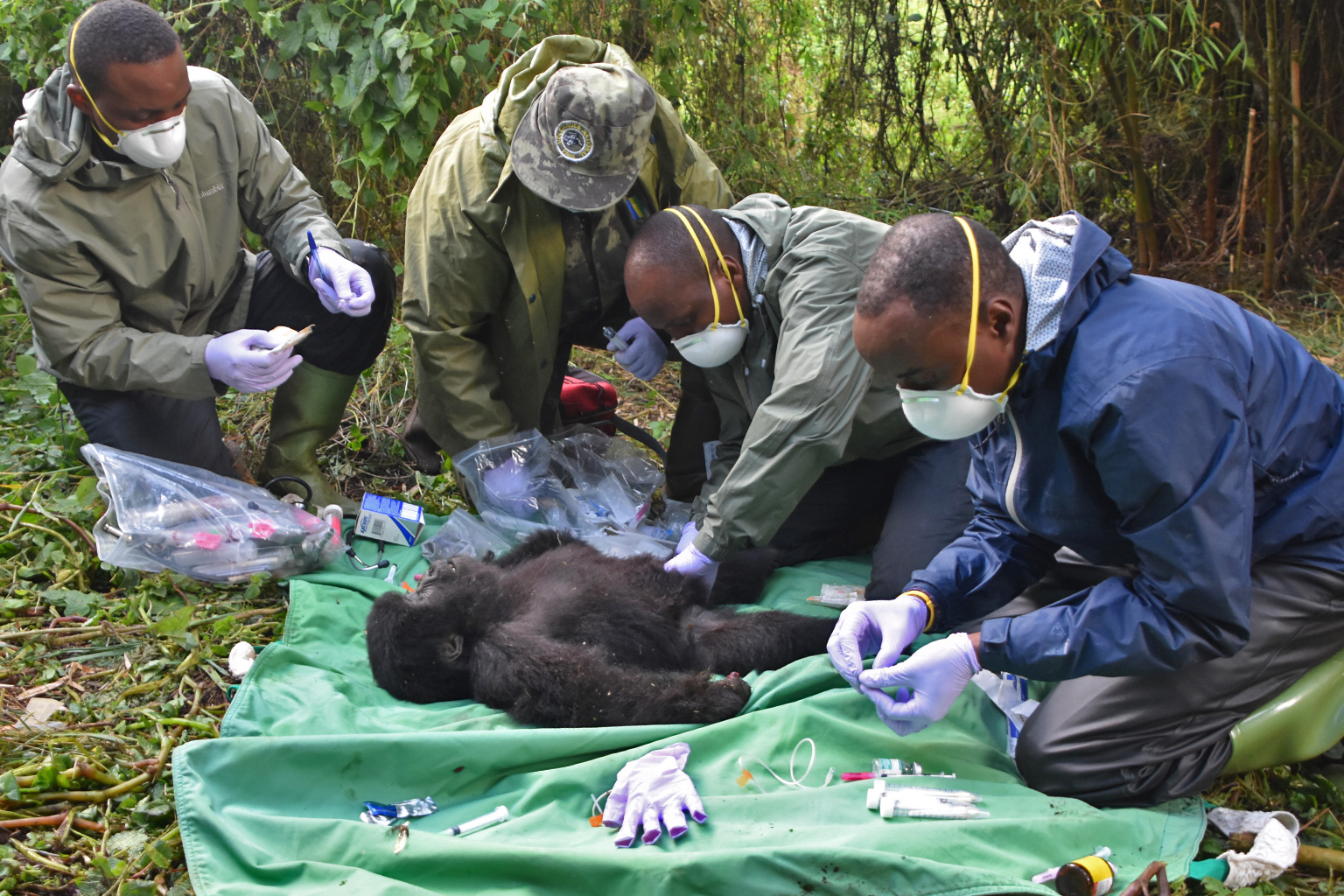 The Gorilla Doctors’ Rwandan team removes a snare and treats gorilla infant Ineza's wounds